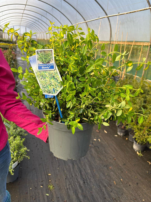 Euonymus fortunei Blondy 5 Litre Pot