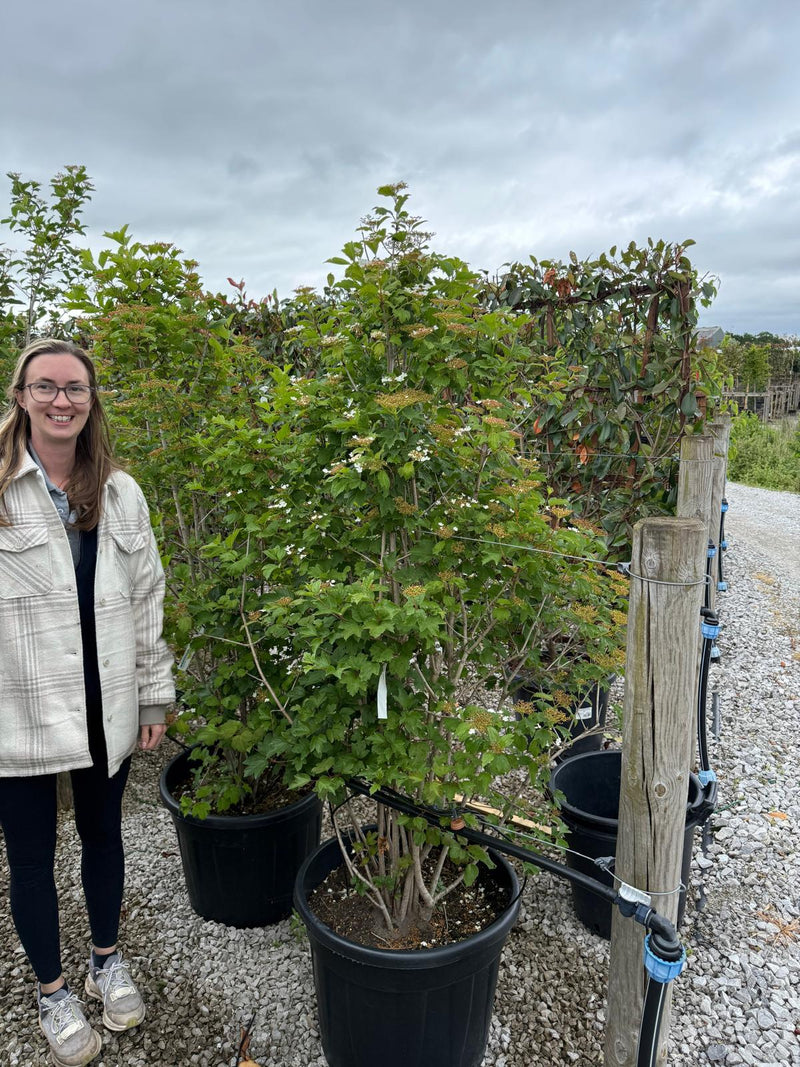 Viburnum Opulus Multi Stem 125/150cm Pre Order/Ready For June