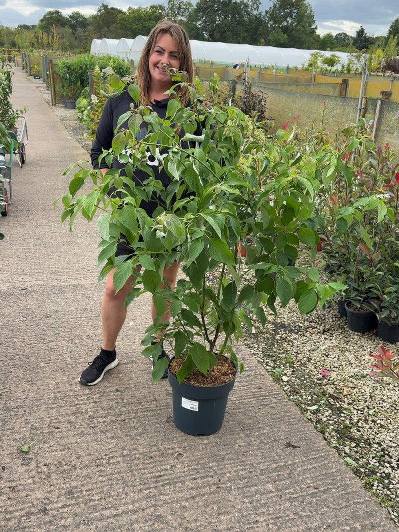 Cornus Controversa 12 Litre Pot 125/150cm