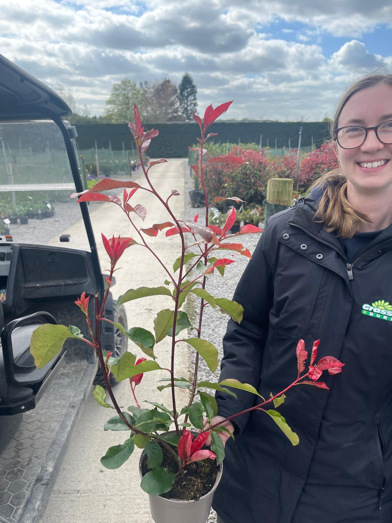 Photinia Red Robin 2 Litre Pot