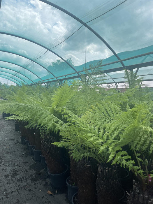Tree Fern Dicksonia Antarctica 3 Foot Log