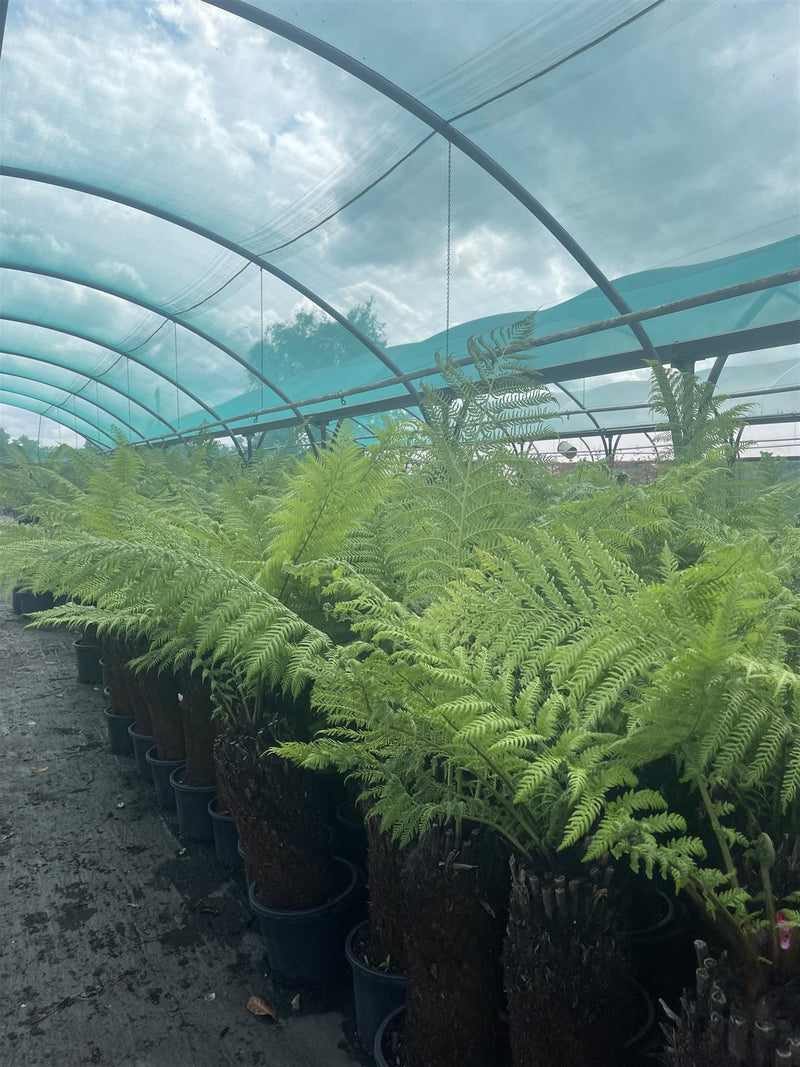Tree Fern Dicksonia Antarctica 3 Foot Log
