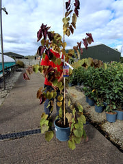 Cercis canadensis Eternal Flame 15 Litre Pot