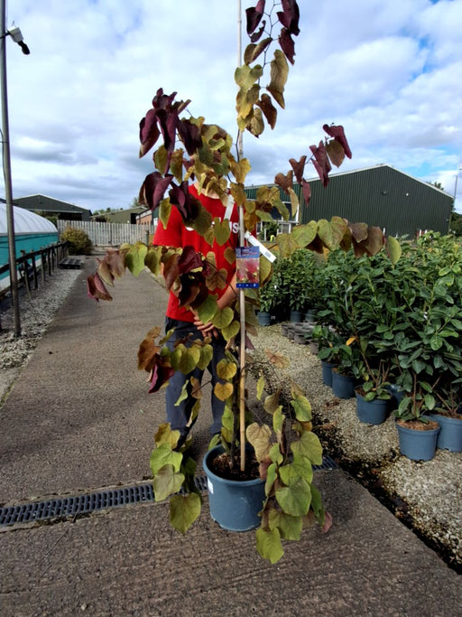 Cercis canadensis Eternal Flame 15 Litre Pot