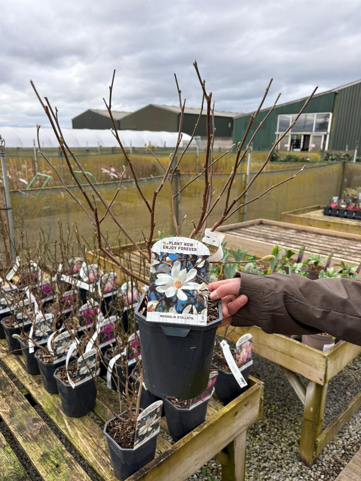 Magnolia Stellata 2 Litre Pot
