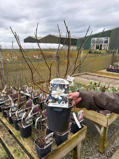Magnolia Stellata 2 Litre Pot