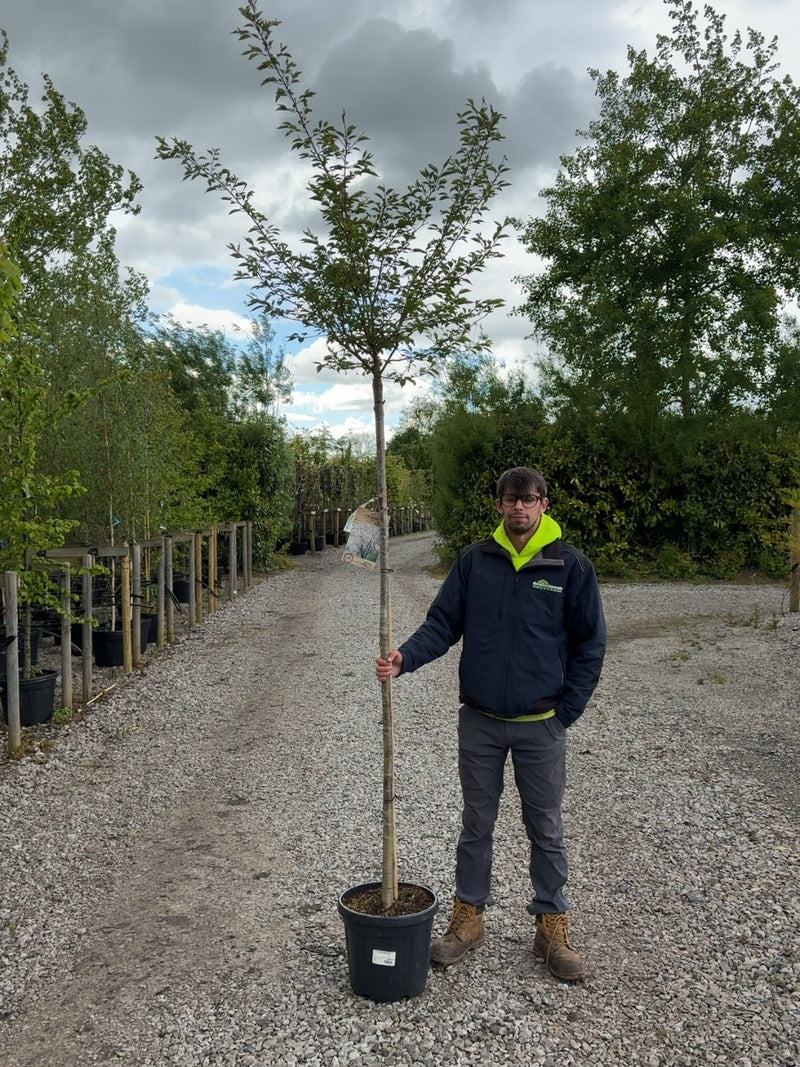 Prunus Autumnalis Rosea 20 Litre Pot 180cm Stem
