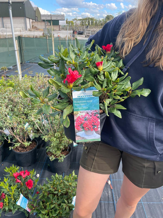 Rhododendron Baden Baden 6 Litre Pot