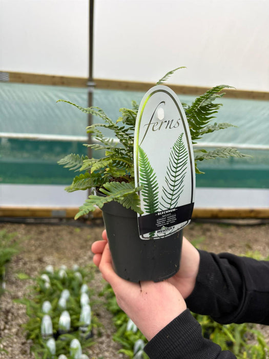 Blechnum Spicant 11cm Pot
