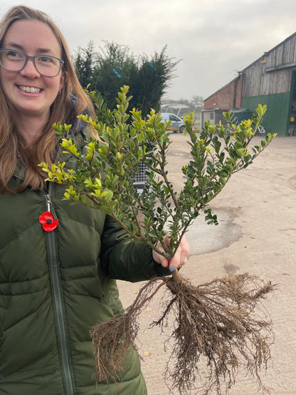 Big Deal Ilex Crenata Green Hedge 25-30cm Bare Root x 200 Delivery from November