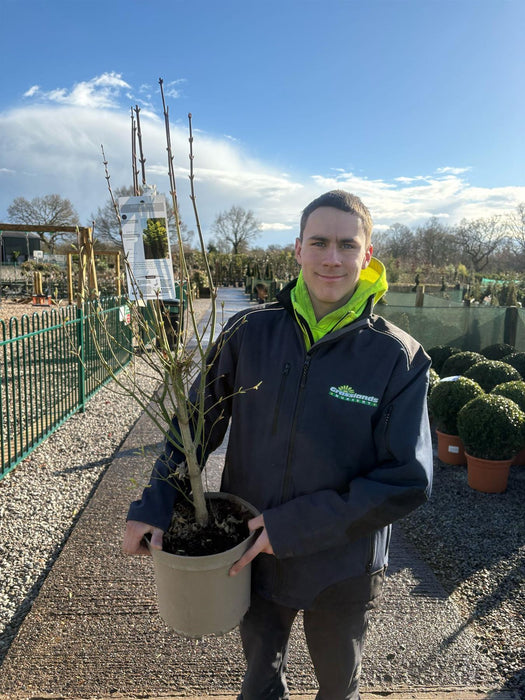 Acer Shirasawanum Aureum 6 Litre Pot Delivery March