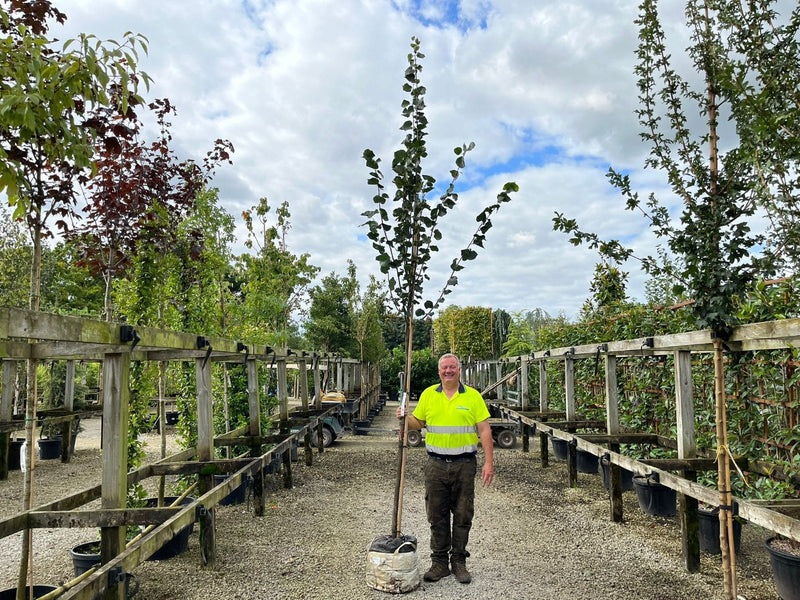 Tilia C. Greenspire Extra Heavy Standard 10-12 Girth