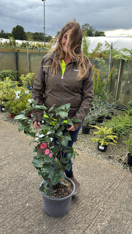 Camellia Jap. Rosedale's Beauty 15 Litre Pot