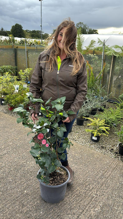 Camellia Jap. Rosedale's Beauty 15 Litre Pot