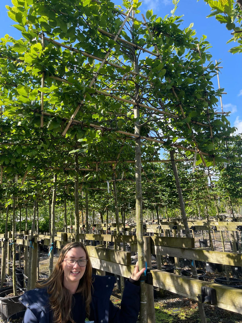 Carpinus B. Pleached 12/14cm G, 200cm Stem, 120cm H x 150cm W Frame