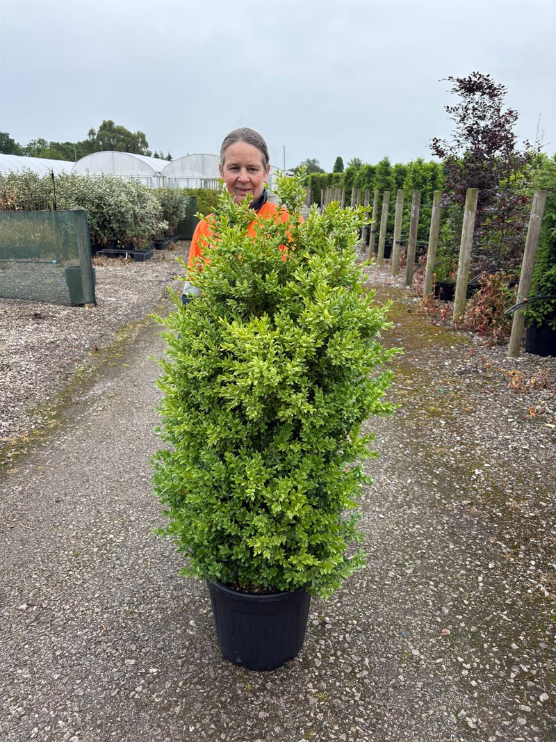 Box hedging 80/100cm Pot Grown