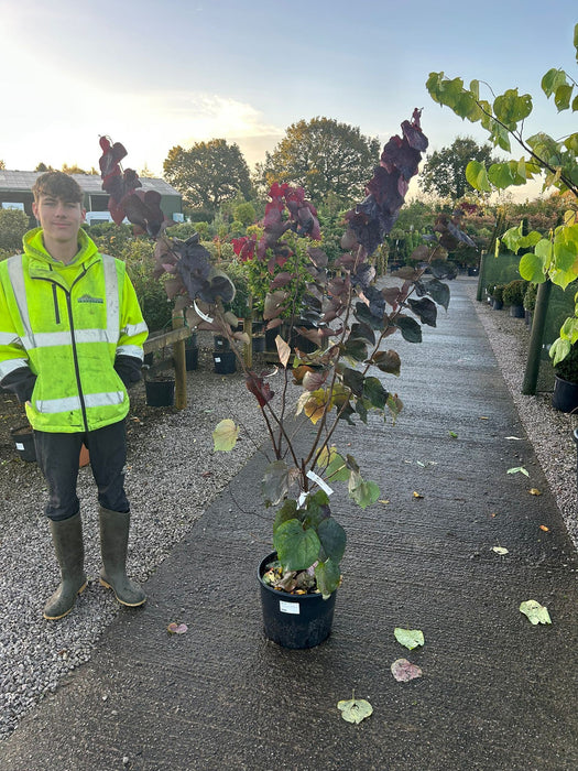 Cercis canadensis Ace Of Spades 20 Litre Pot 125/150cm Tall