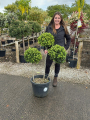 Ilex Crenata Dark Green 3 Ball 35 Litre Pot