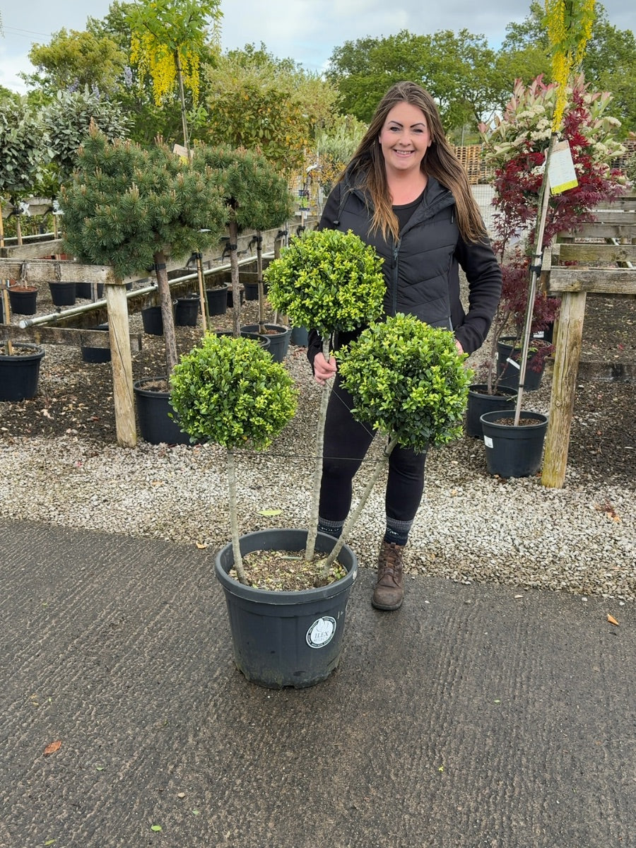 Ilex Crenata Dark Green 3 Ball 35 Litre Pot