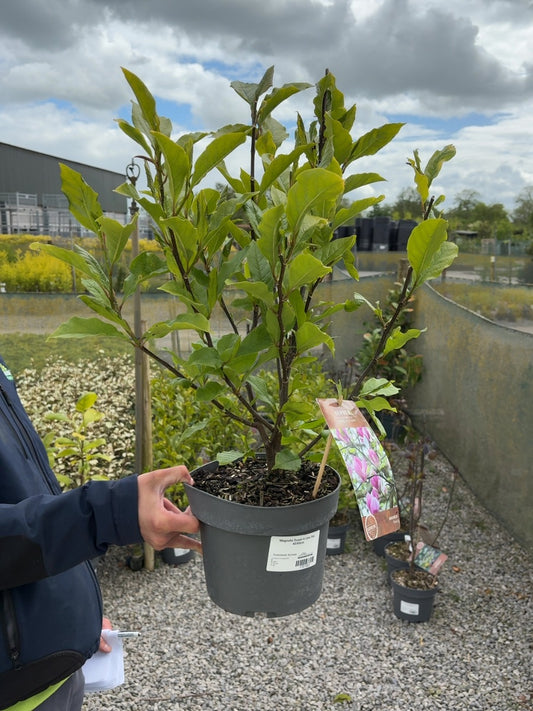 Magnolia Susan 4 Litre Pot 40/60cm