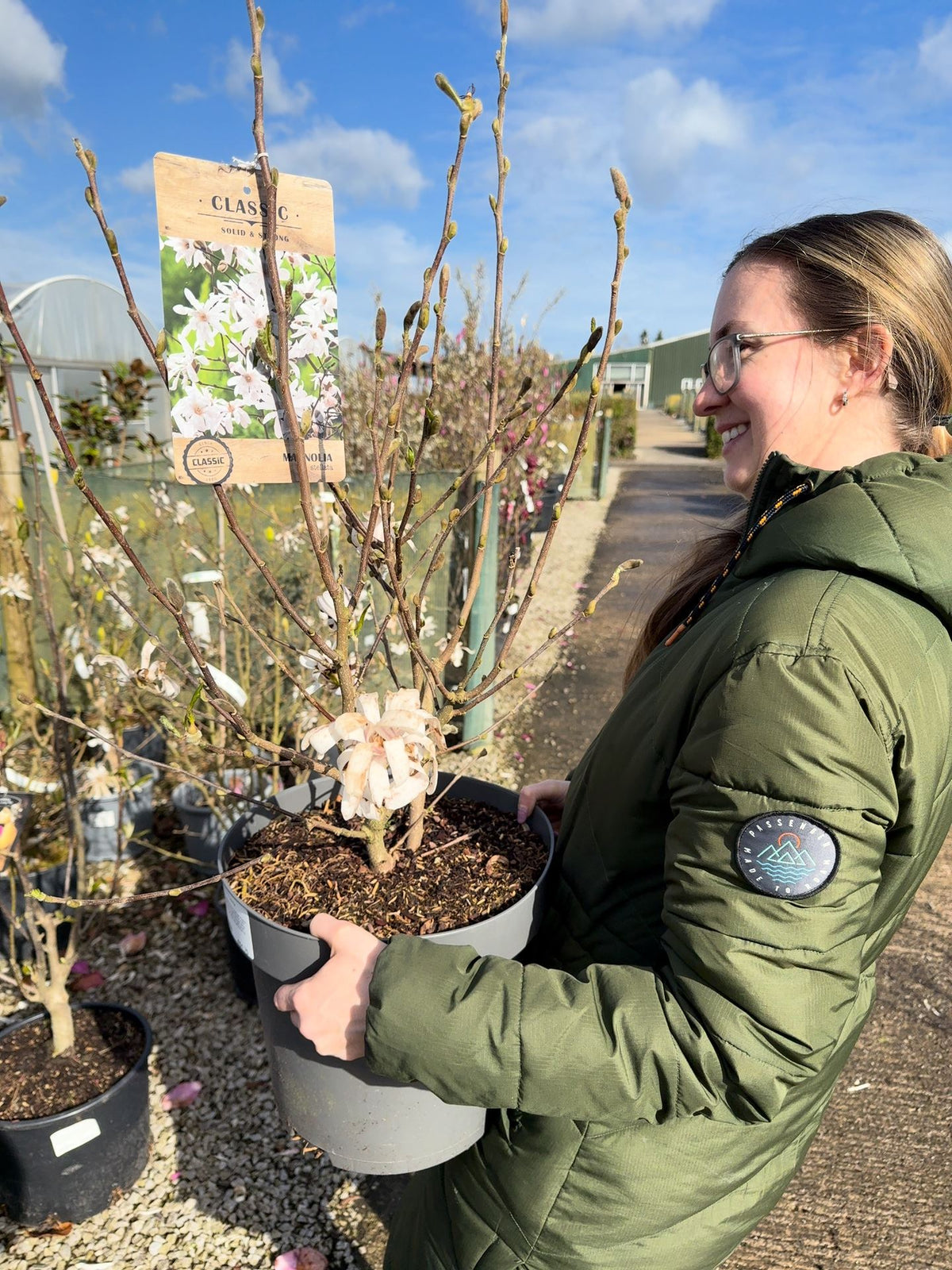 Magnolia Stellata 12 Litre Pot