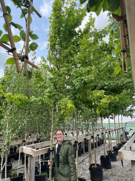 Acer campestre Elsrijk 12/14cm Girth 50 Litre Pot
