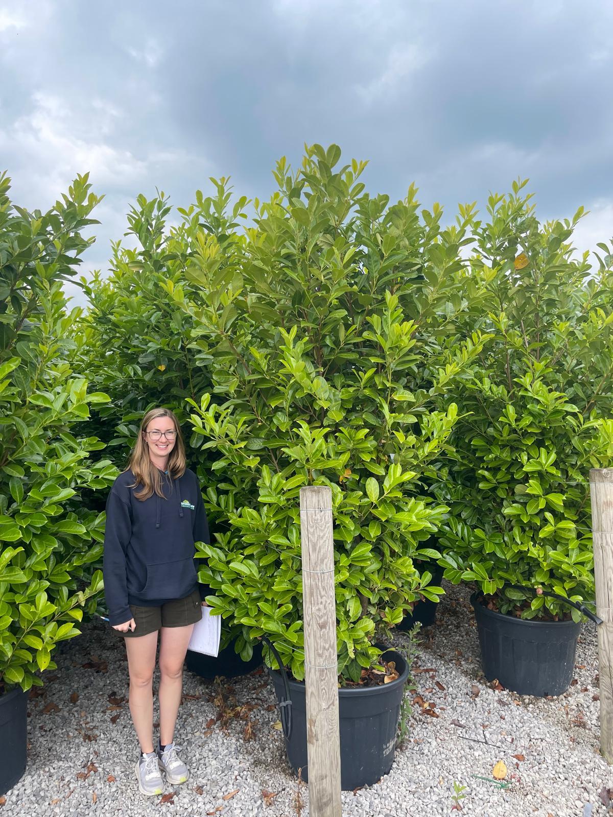 Laurel Hedging Instant Screen 250/270cm Tall & 90cm Wide Column