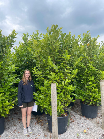 Laurel Hedging Instant Screen 250/270cm Tall & 90cm Wide Column