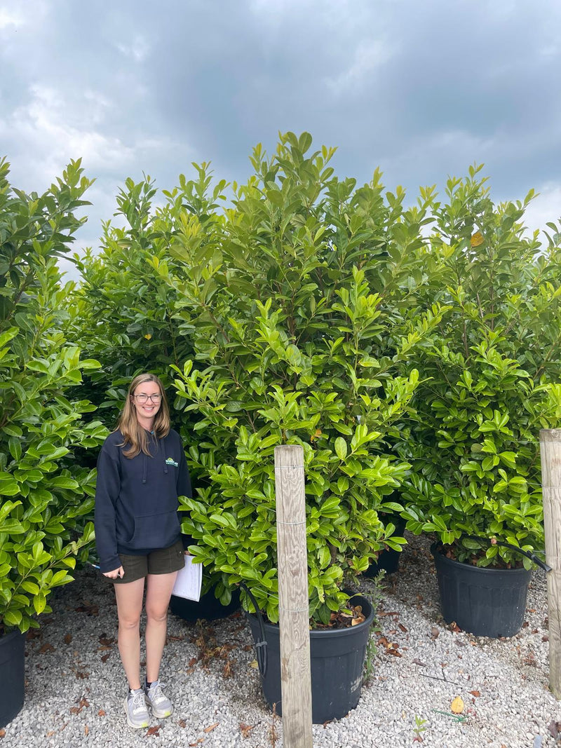 Laurel Hedging Instant Screen 250/270cm Tall & 90cm Wide Column