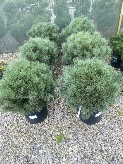 Pinus Sylvestris Watereri 11 Litre Pot