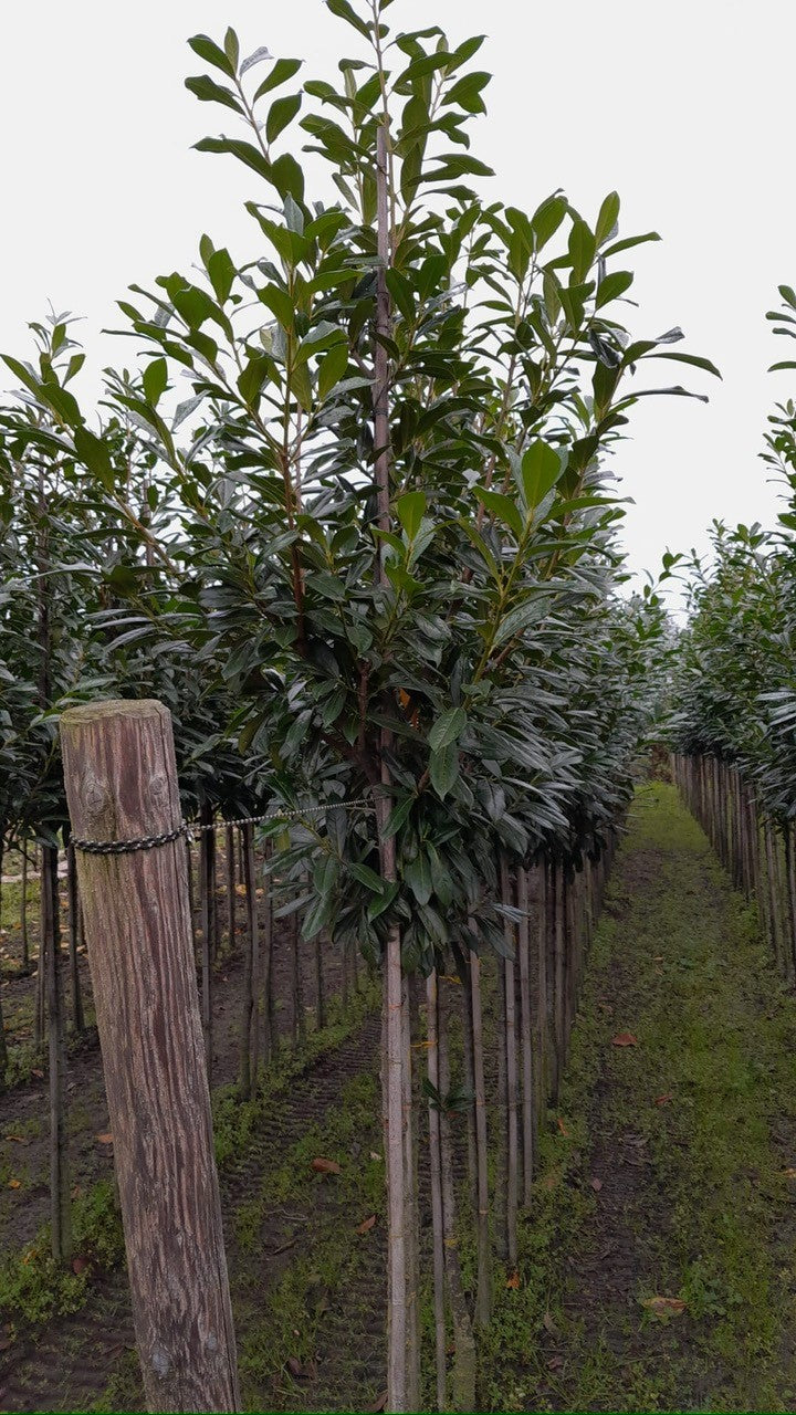 Prunus laur. Novita Full Standard Rootballed 8/10cm Girth 130cm Stem