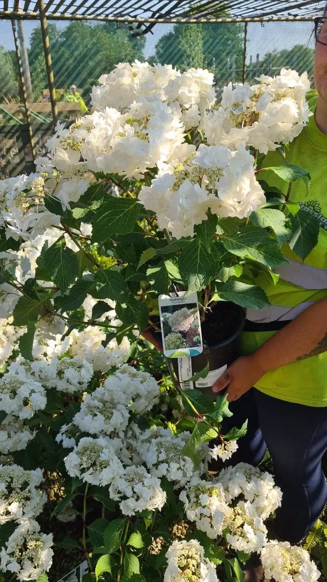 Hydrangea Wedding Gown 5 Litre Pot