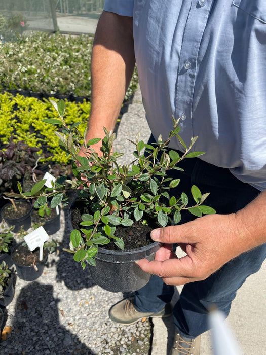 Cotoneaster Lacteus 3 Litre Pot