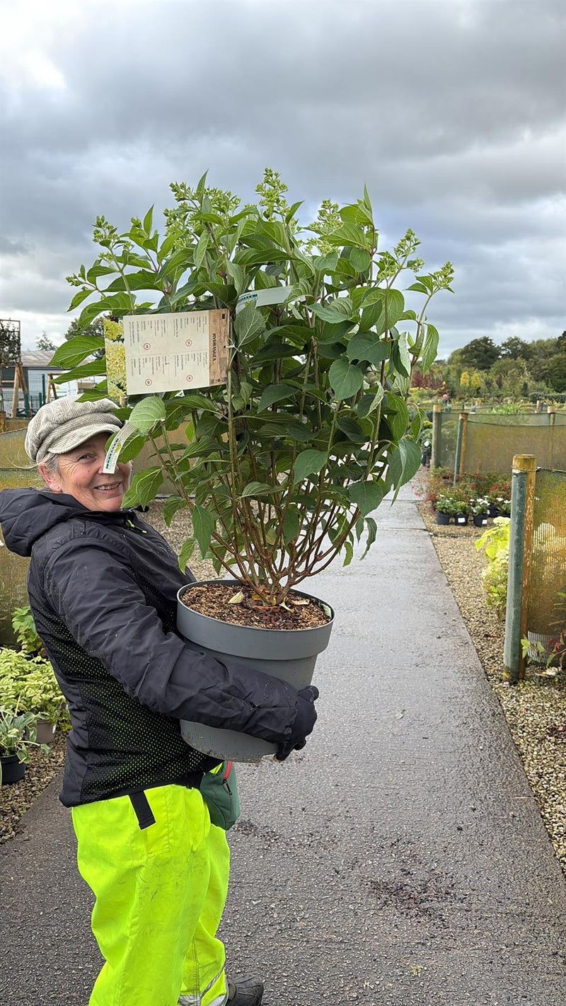 Hydrangea paniculata Skyfall 25 Litre Pot 80/100cm