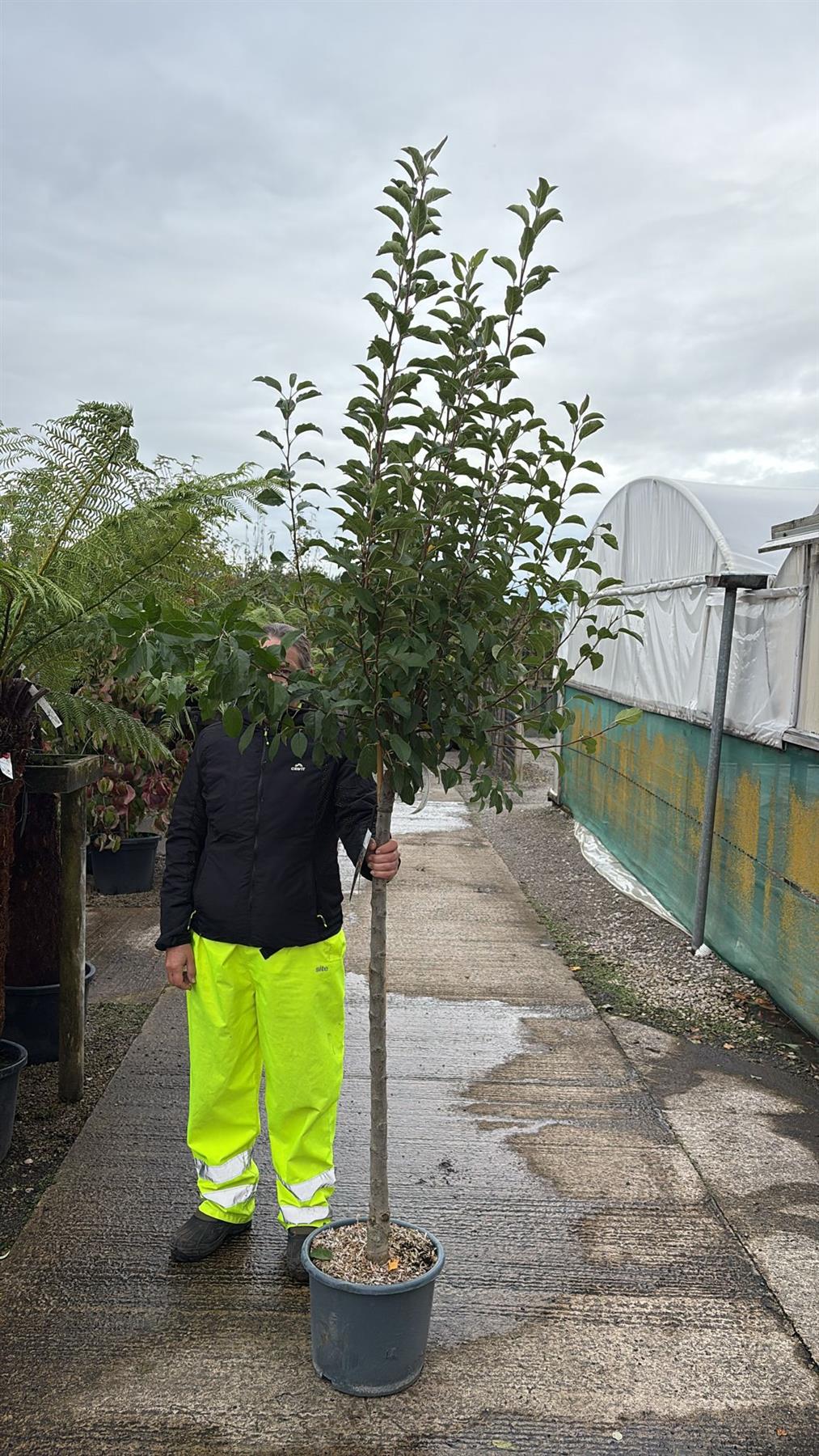 Malus Yellow Siberian Half Standard 15 Litre Pot