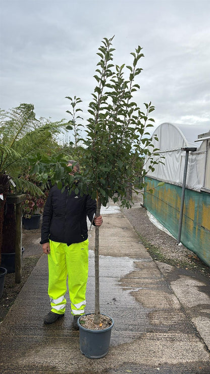 Malus Yellow Siberian Half Standard 15 Litre Pot