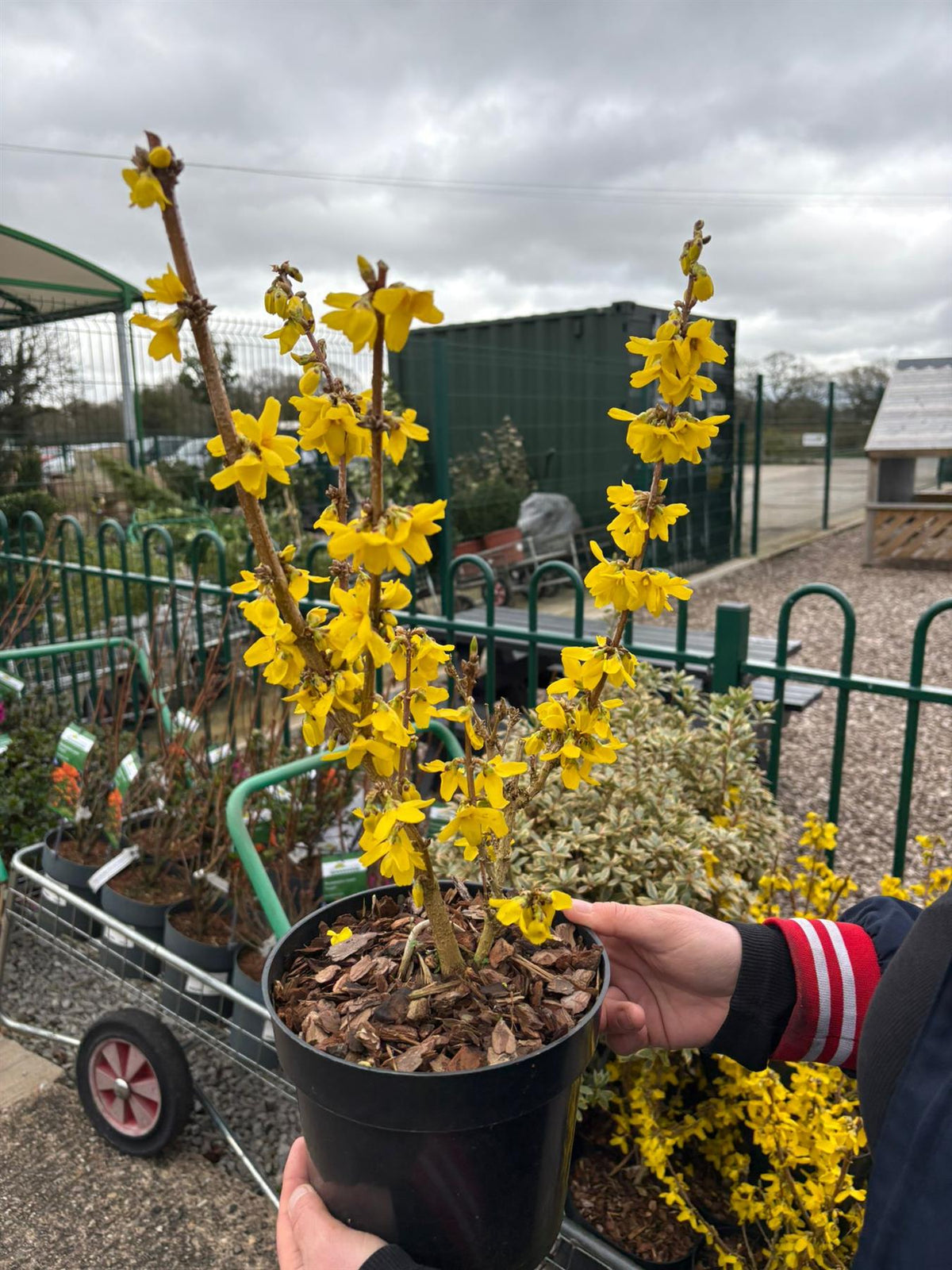Forsythia Interm. Goldrush 3 Litre Pot