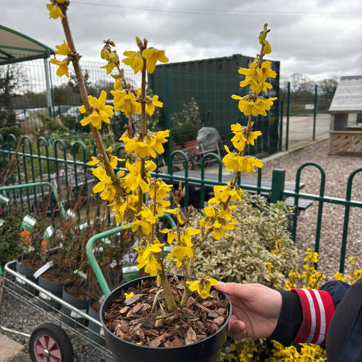 can you plant forsythia in a pot Forsythia Interm. Goldrush 3 Litre Pot — Grasslands Nursery