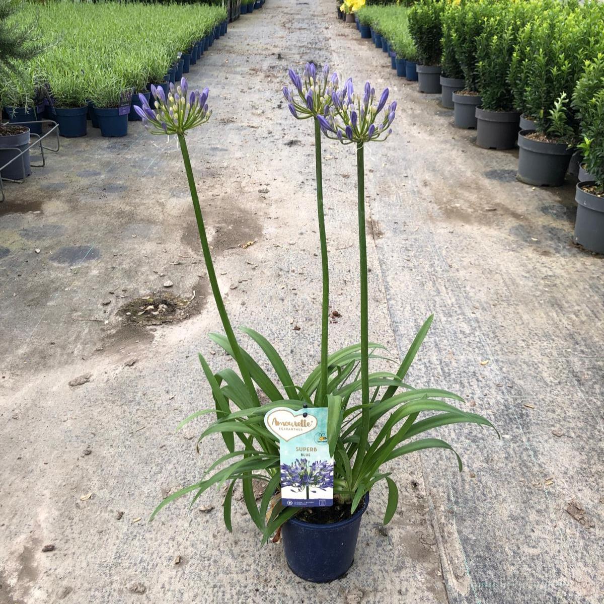 Agapanthus Amourette Superb Blue 1.5 Litre Pot