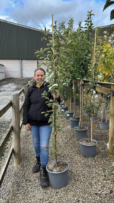 Prunus padus Le Thouriel 15 Litre Pot