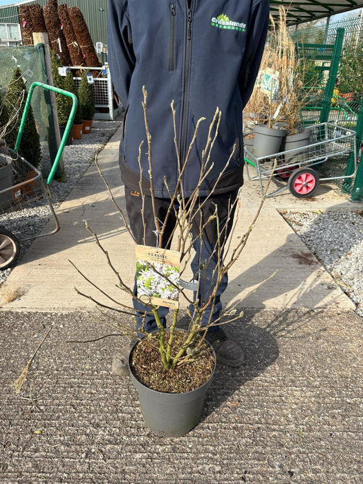 Magnolia Stellata 12 Litre Pot 80/100cm