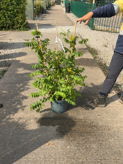 Campsis tag. Mme Galen 10 Litre