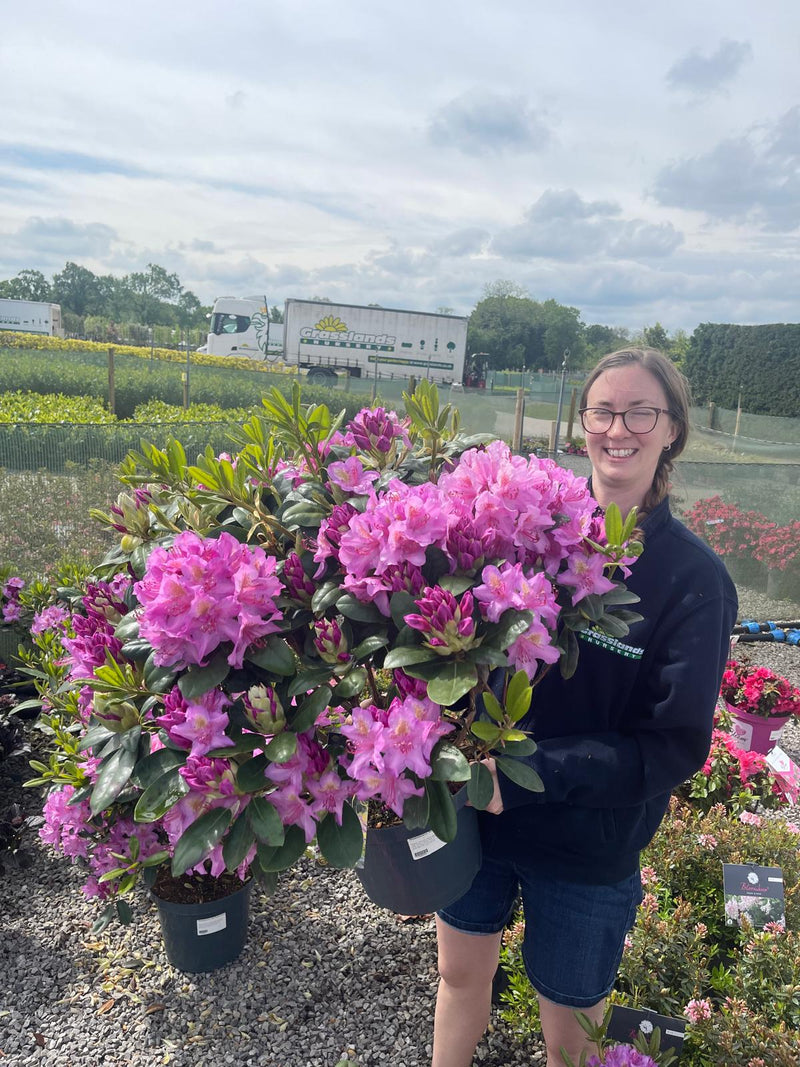 Rhododendron Hybrid Pink Purple Dream 12 Litre Pot