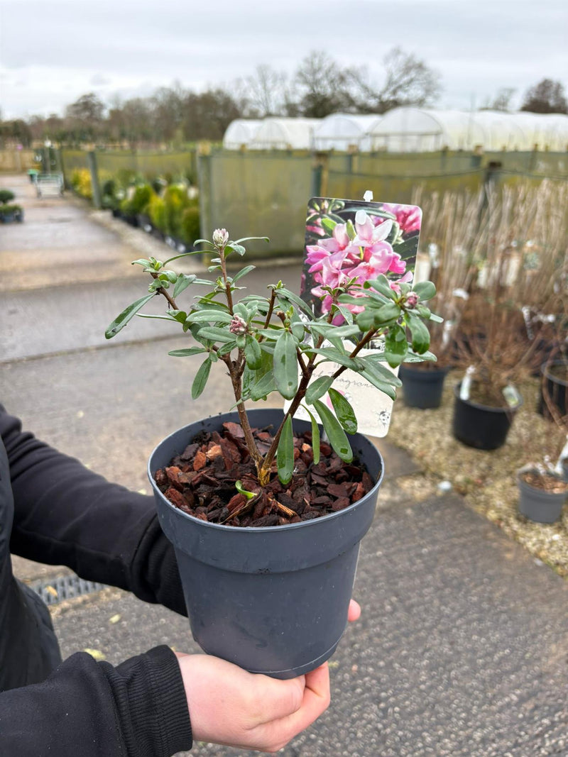 Daphne Transatlantica Pink Fragrance 1.5 Litre Pot
