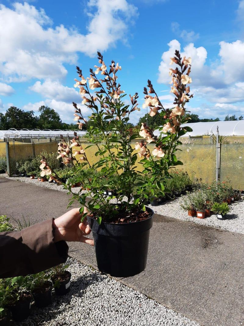 Salvia jamensis 'Magical Rio Grande' - Autumn Sage 3 Litre Pot