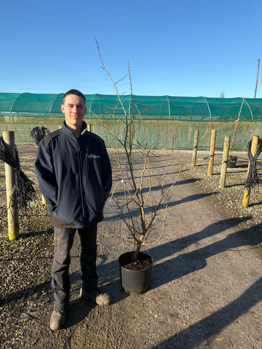 Parrotia Persica 20 Litre Pot 180/190cm Tall