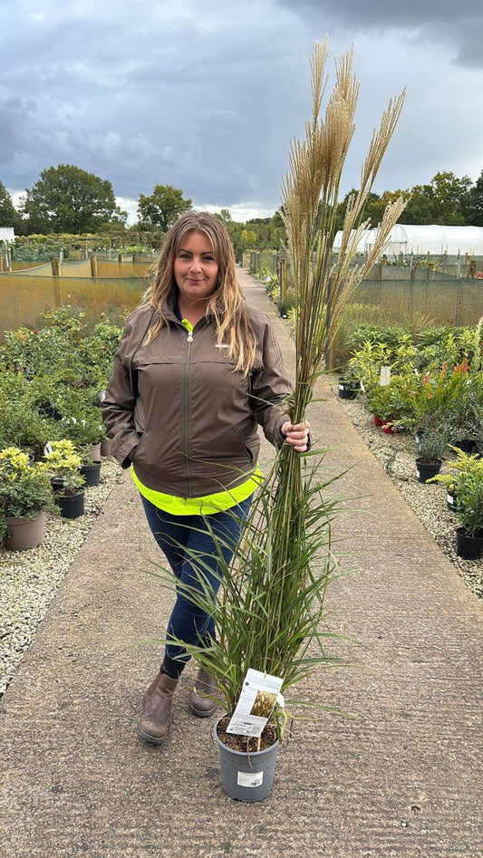 Miscanthus sin Dronning Ingrid 4.5 Litre Pot