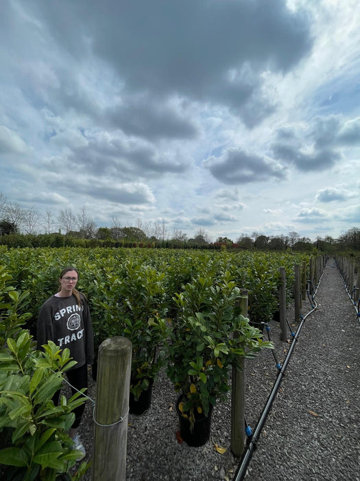 Laurel Hedging, Cherry Laurel 150/175cm 20 Litre Pot