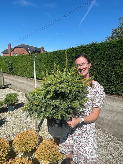 Picea Omorika Nana 7.5 Litre Pot