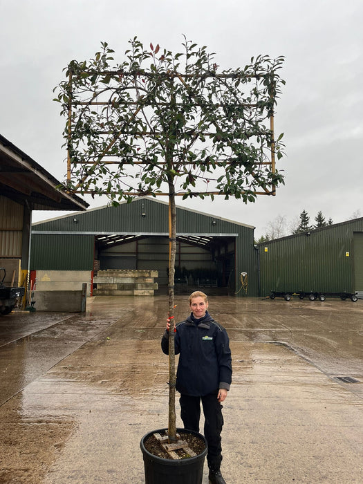 Photinia Red Robin Pleached 200cm Stem 120cm Tall x180cm Wide